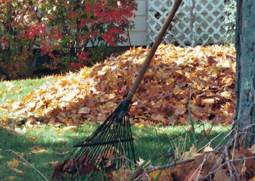 Leaf Removal